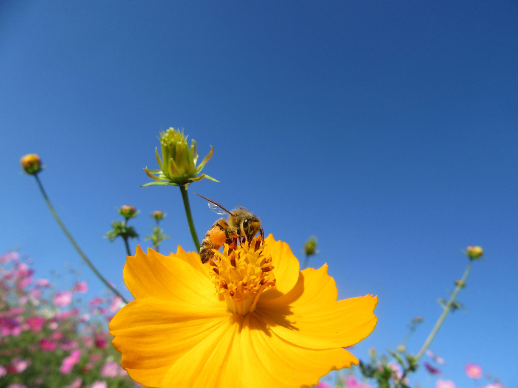 長崎県諫早市の白木峰高原でお食事中のミツバチ。
