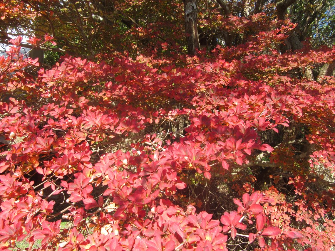 著者撮影の、秋の紅葉。