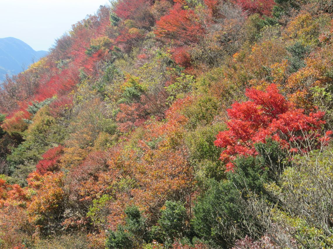 長崎県雲仙の紅葉などの写真。