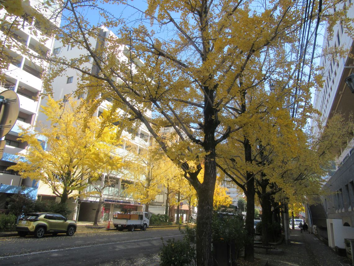 長崎市民会館周辺のイチョウの並木道。