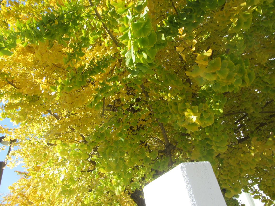 長崎市民会館周辺の緑と黄色の葉がきれいなイチョウ。