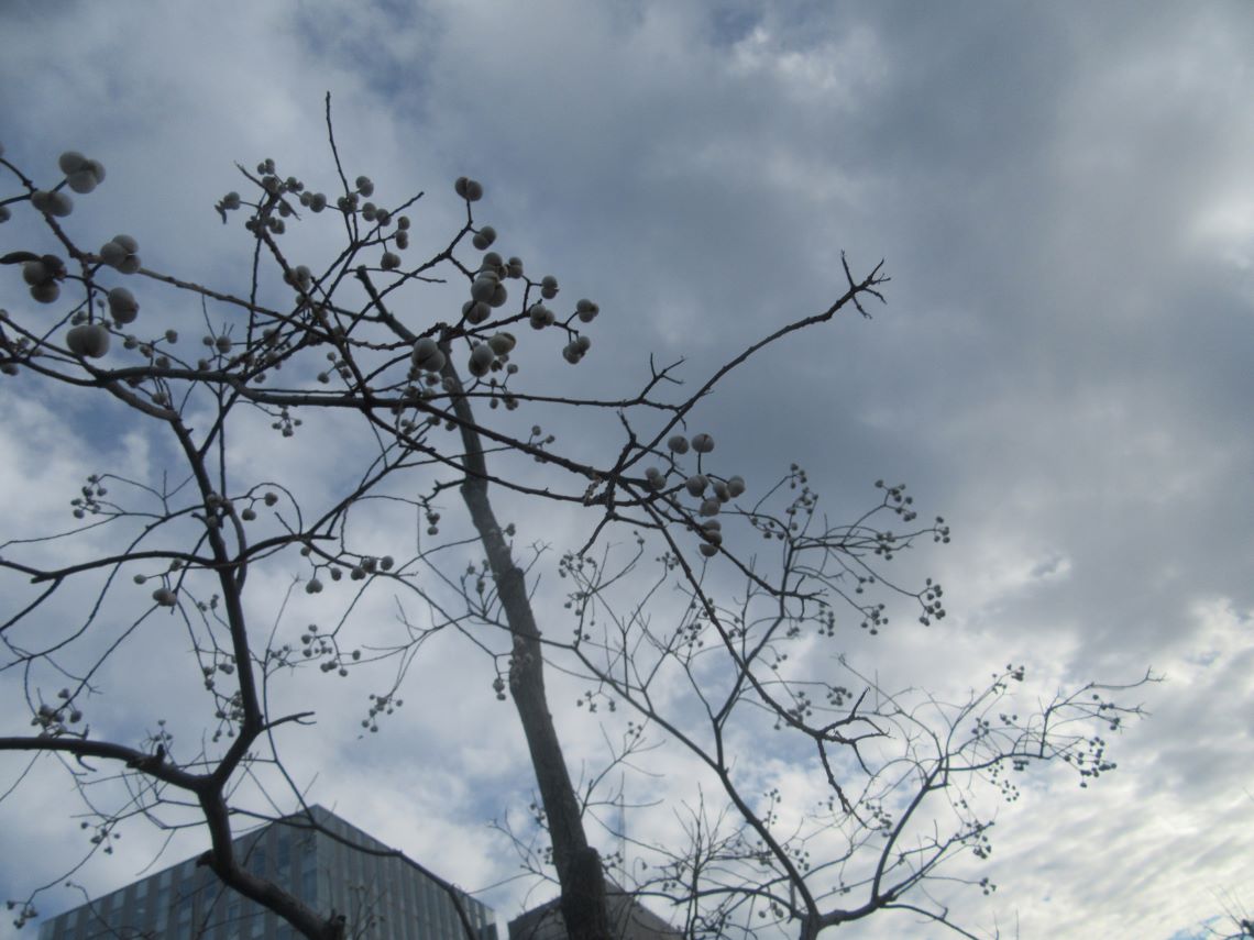 長崎市のプラタナス広場で撮影した、たくさんの実をつけているナンキンハゼの木。