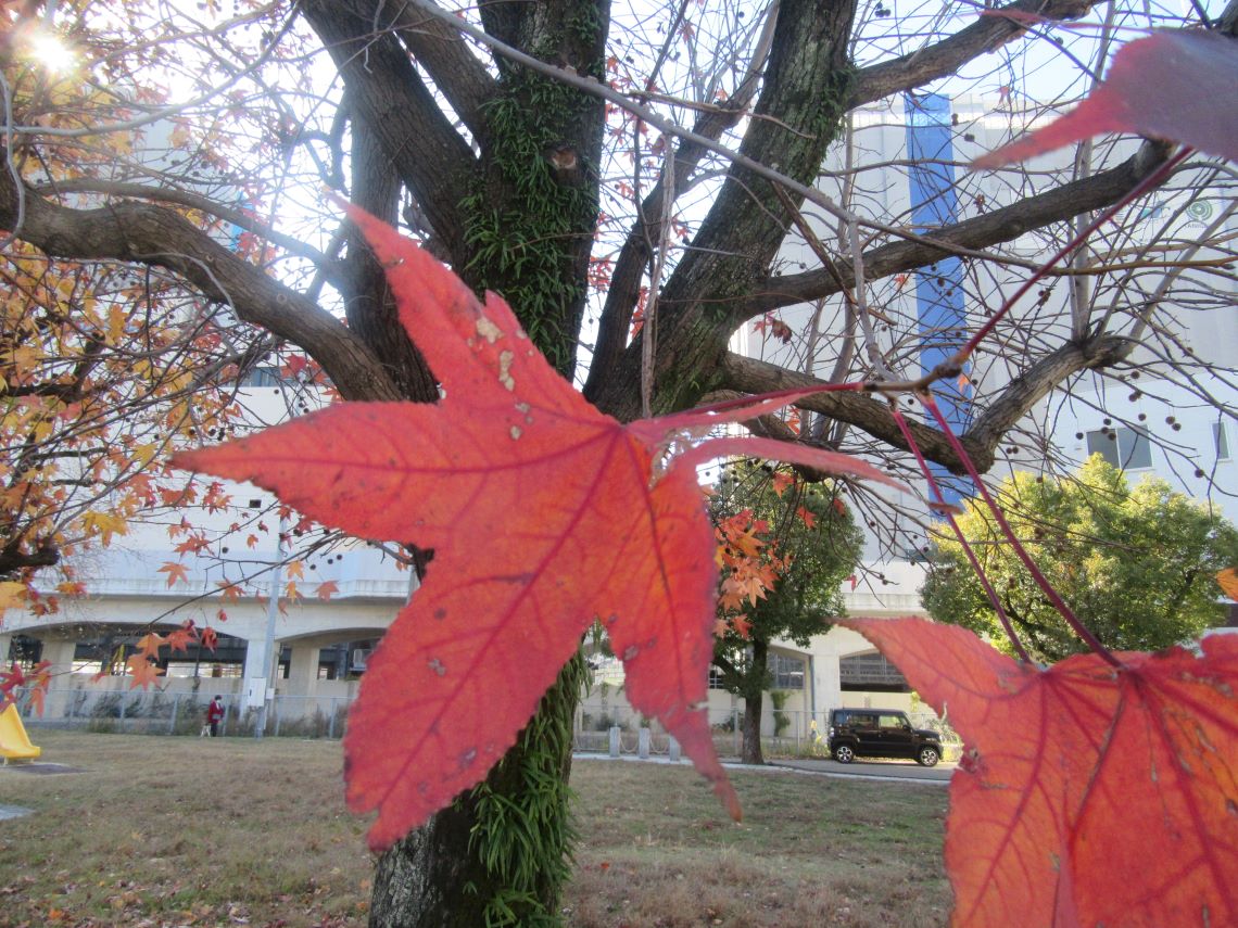 長崎市・宝町公園の紅葉の筋の長さが異なる葉脈。