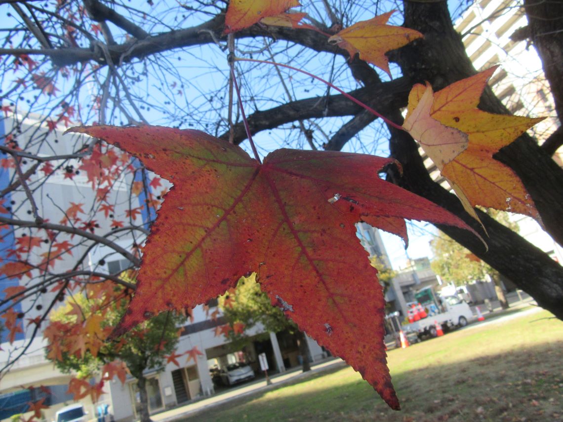 長崎市・宝町公園のグラデーションが美しい一枚の紅葉。