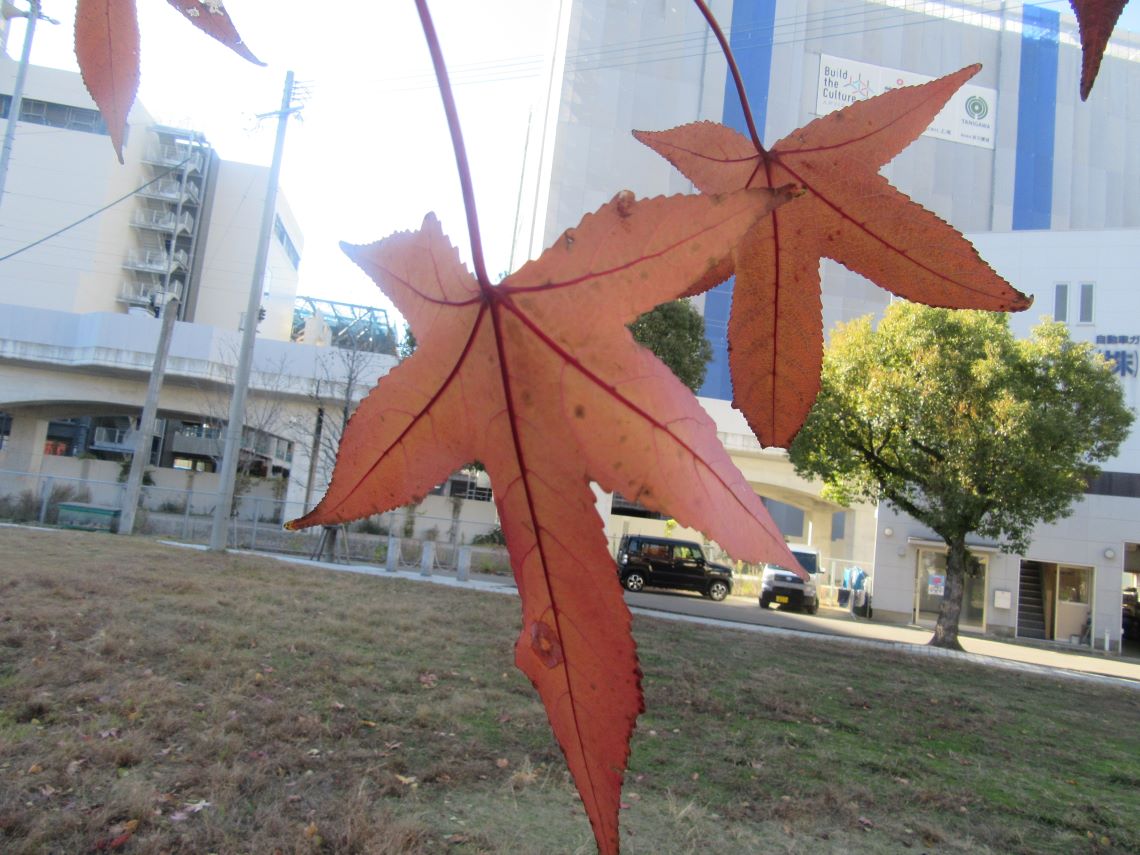 長崎市・宝町公園の星型の紅葉
