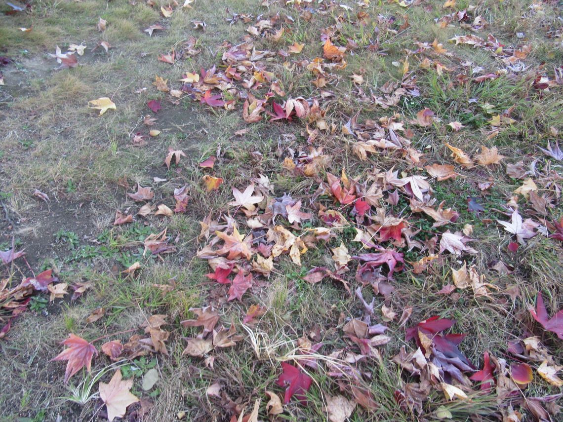 長崎市・宝町公園の落葉した紅葉