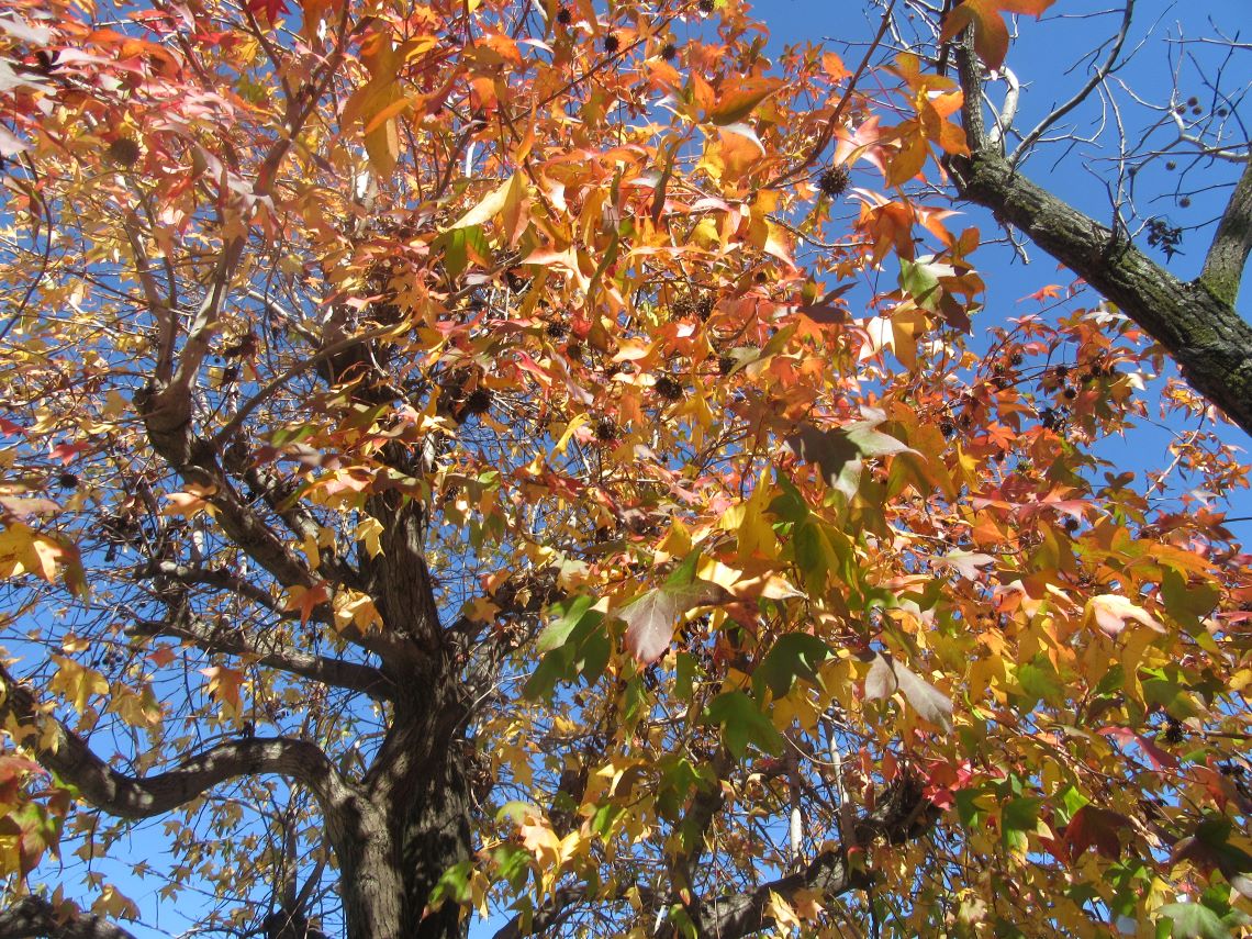 長崎市・宝町公園の様々な色の紅葉