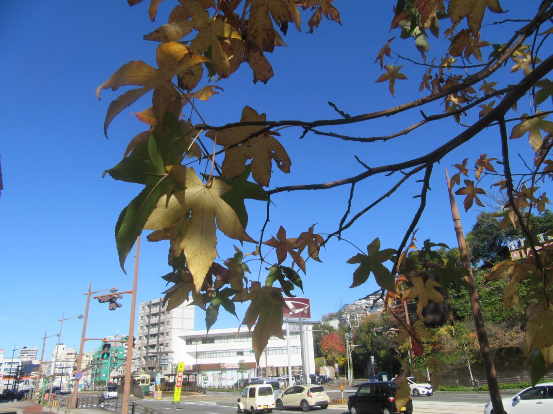 長崎市・宝町公園の紅葉と青空。