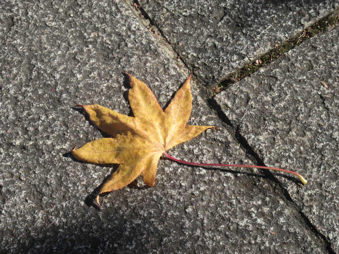 長崎市・宝町公園の落葉した一枚の葉。