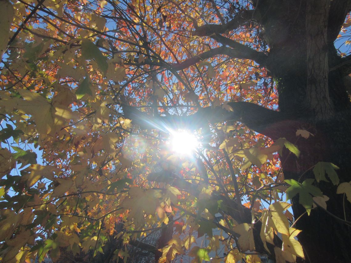 長崎市・宝町公園の紅葉と木漏れ日。