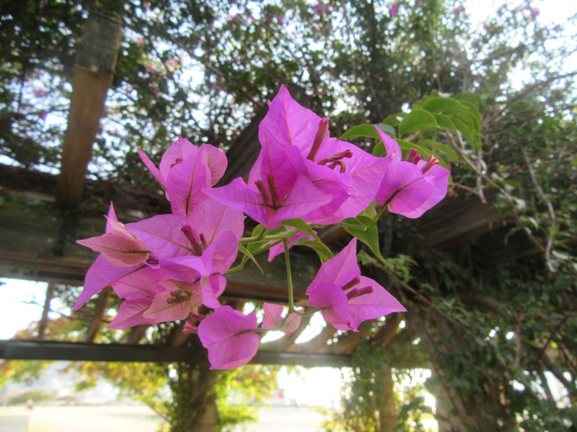長崎市・長崎水辺の森公園のきれいな花。