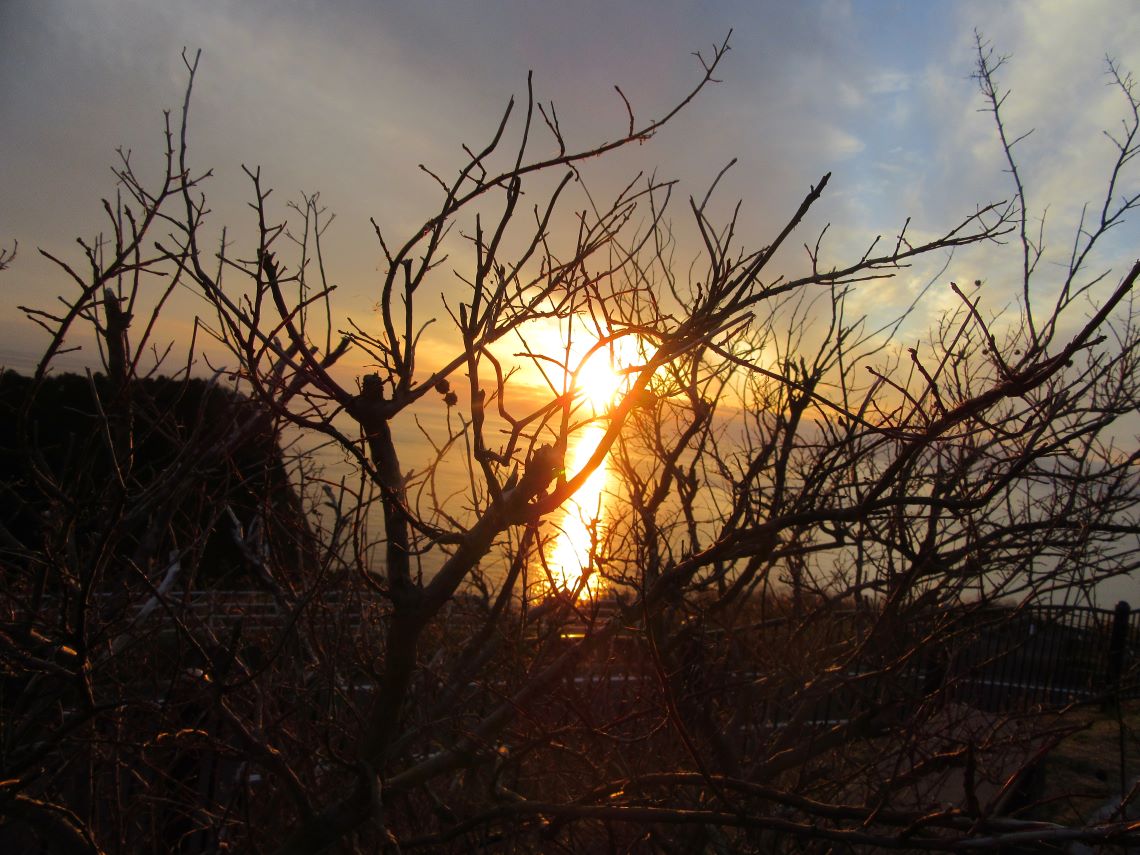 長崎県長崎市の『道の駅 夕陽が丘そとめ』で撮影した木の間から見える夕焼けの写真