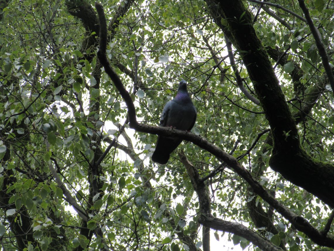 長崎市・松森天満宮で撮影した木にとまる鳩。