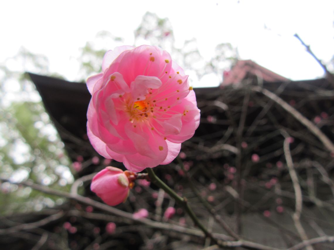 長崎市・松森天満宮で撮影した梅の花。