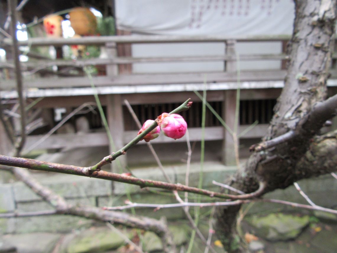 長崎市・松森天満宮で撮影した梅の蕾。