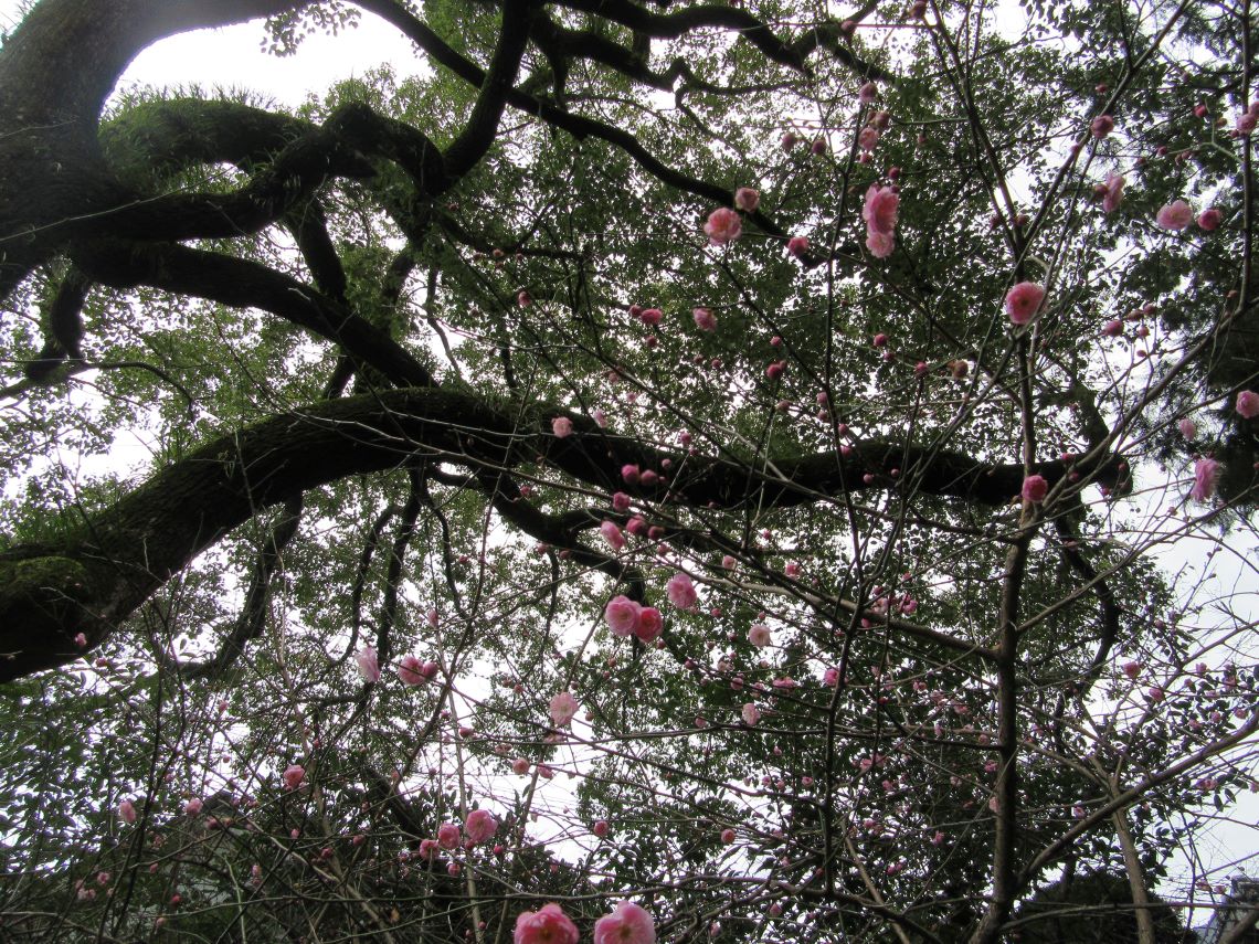 長崎市・松森天満宮で撮影した梅と木。