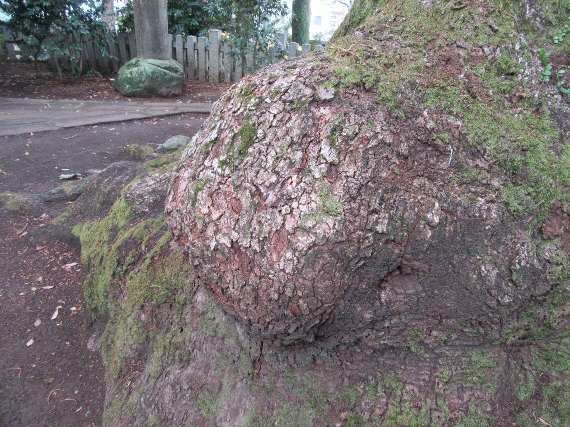 長崎市・松森天満宮で撮影した木の根本が鼻のようだ。