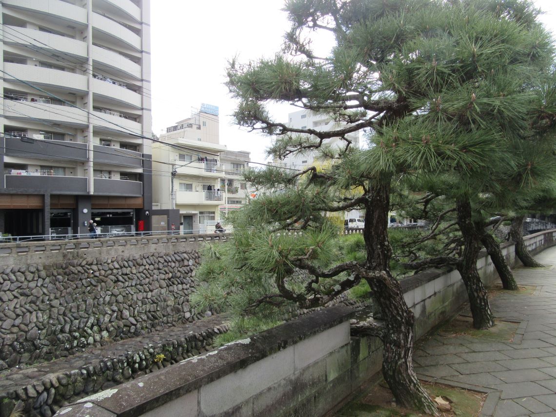 長崎市の中島川と松の木。