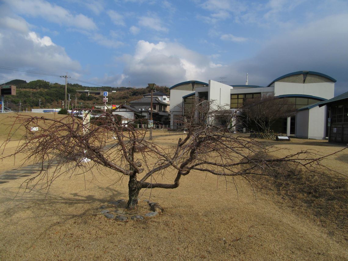 歴史公園彼杵の荘にある縦は短く横が長い、かわいい木。