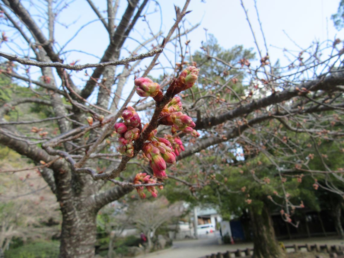 長崎公園で撮影した、春の気配。