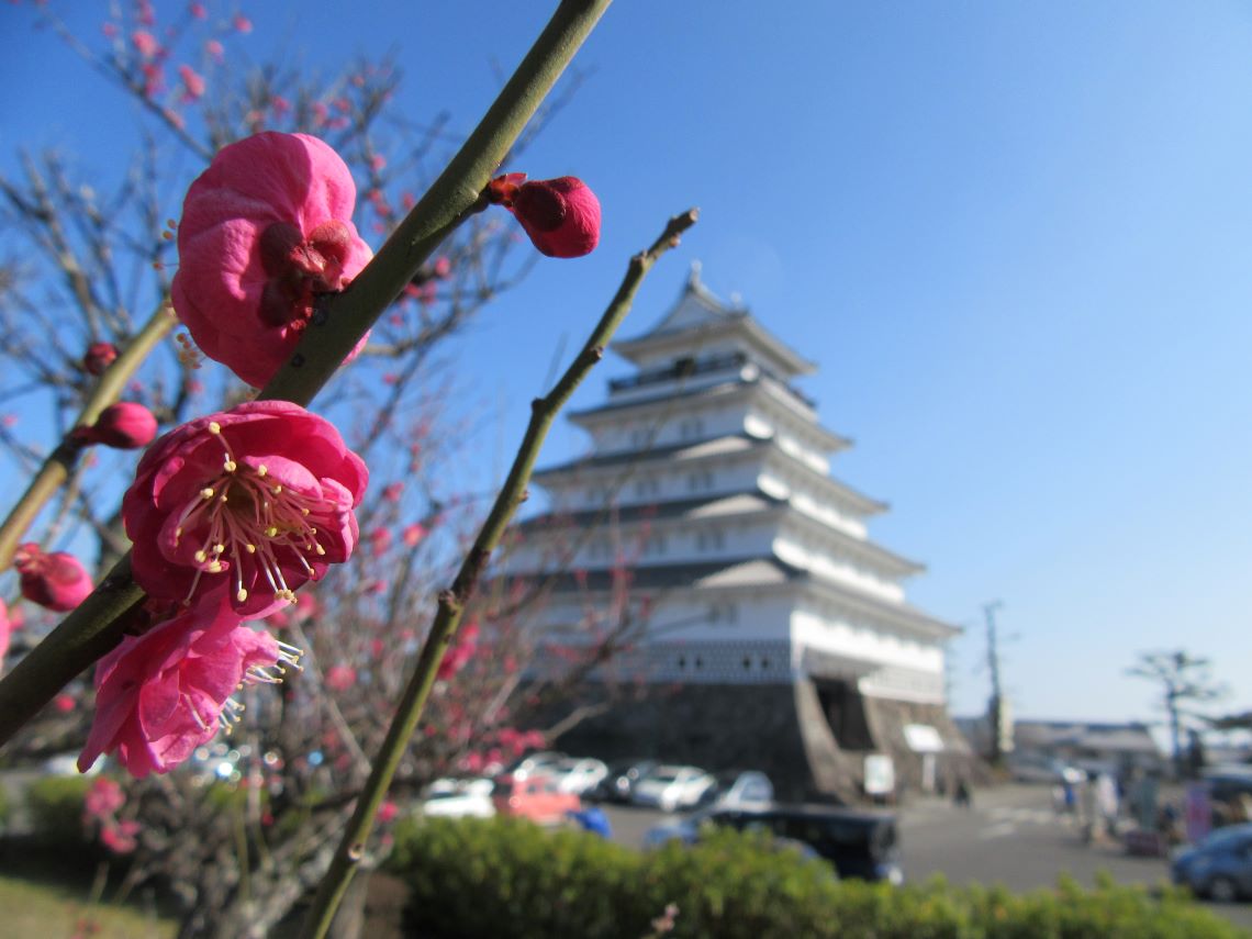 長崎県島原市にある島原城で撮影した、絶妙な色合いの梅の花と天守閣。