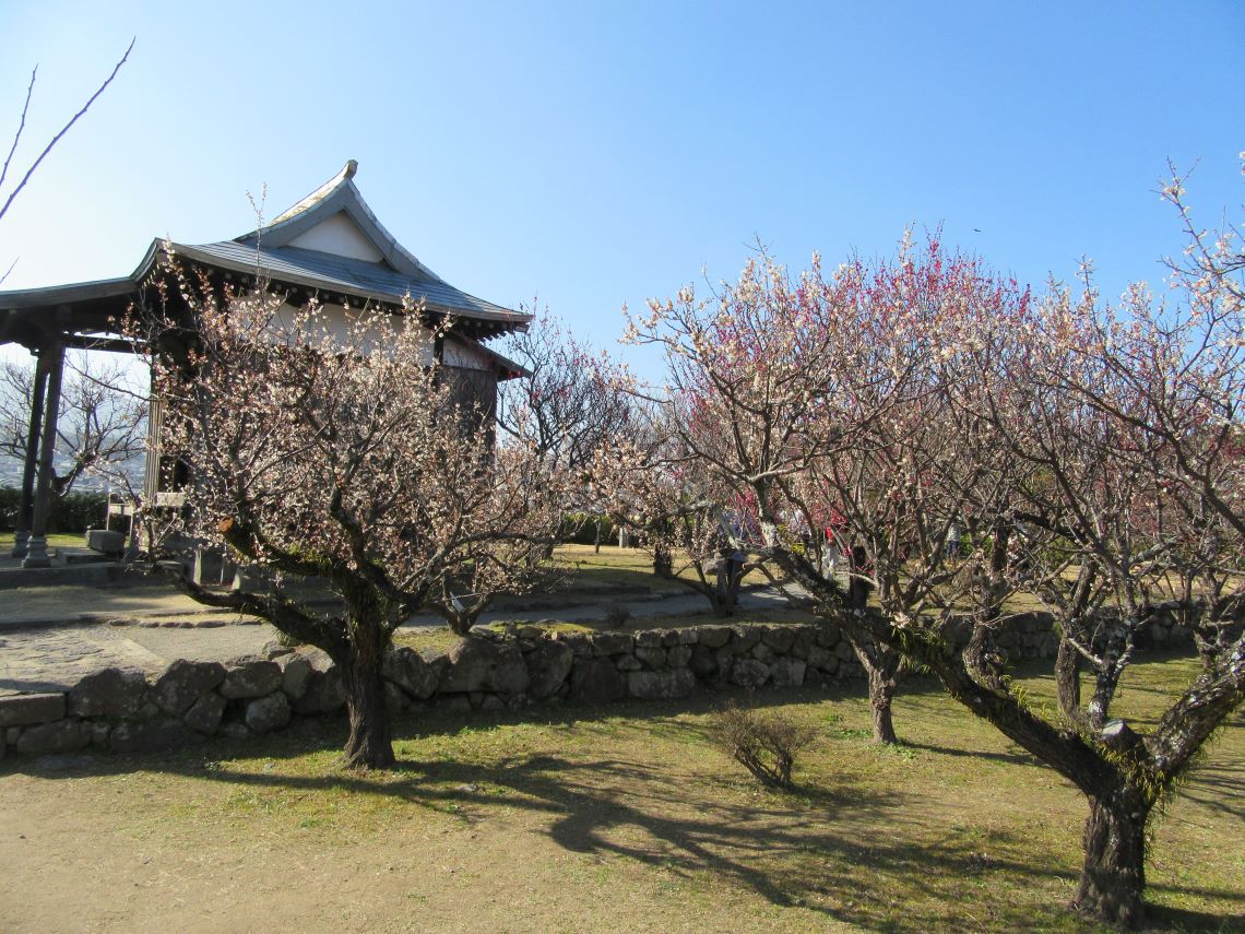 長崎県島原市にある島原城で撮影した、様々な梅の木。