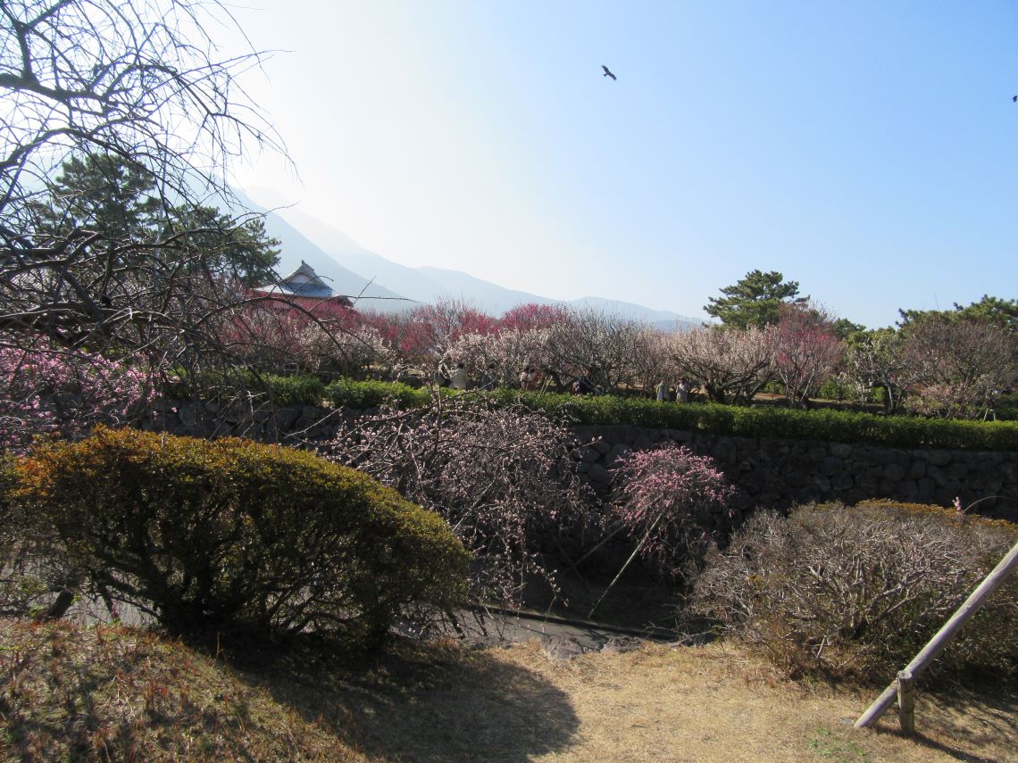 長崎県島原市にある島原城で撮影した、花を咲かせる梅の木々と、空を飛ぶ鳥。