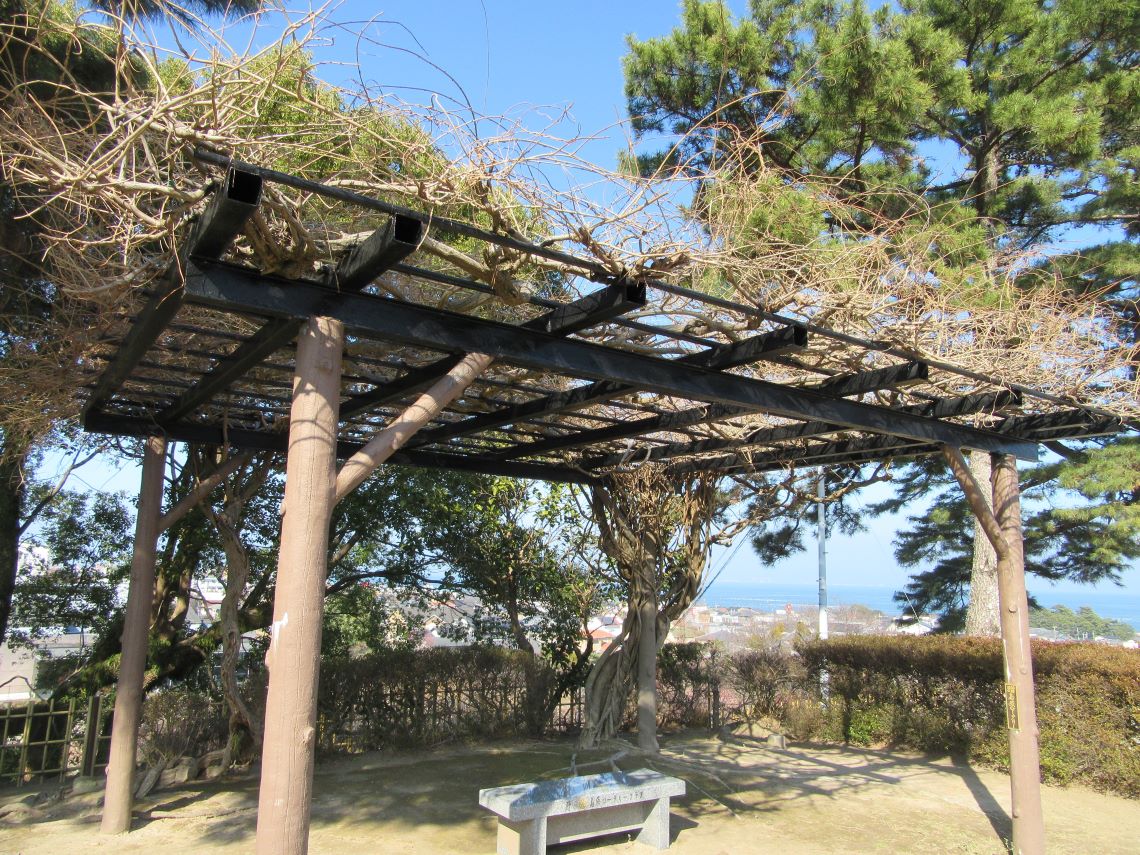 長崎県島原市にある島原城で撮影した、花を咲かせる前の藤棚。