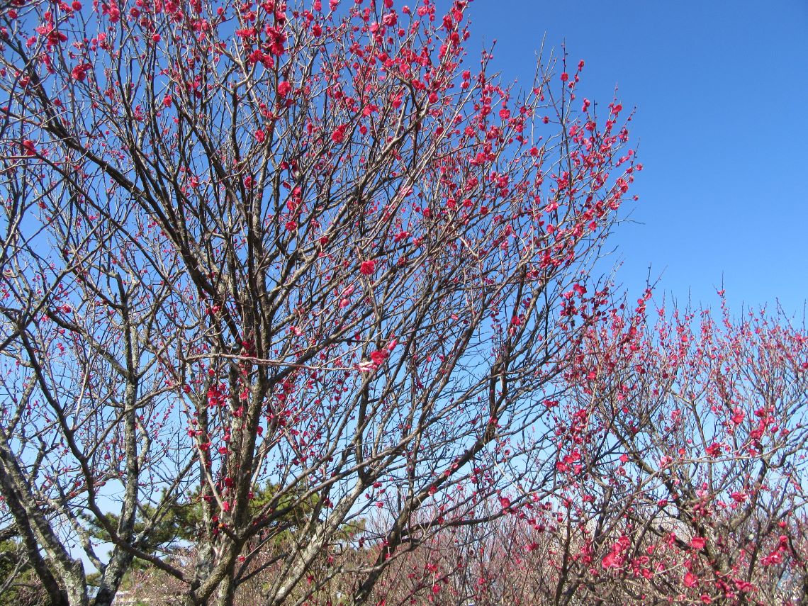 長崎県島原市にある島原城で撮影した、赤い梅の花。
