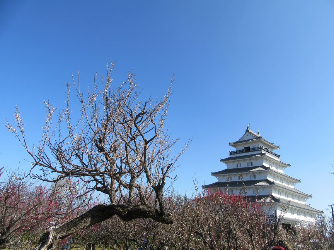 長崎県島原市にある島原城で撮影した、梅の花と天守閣。