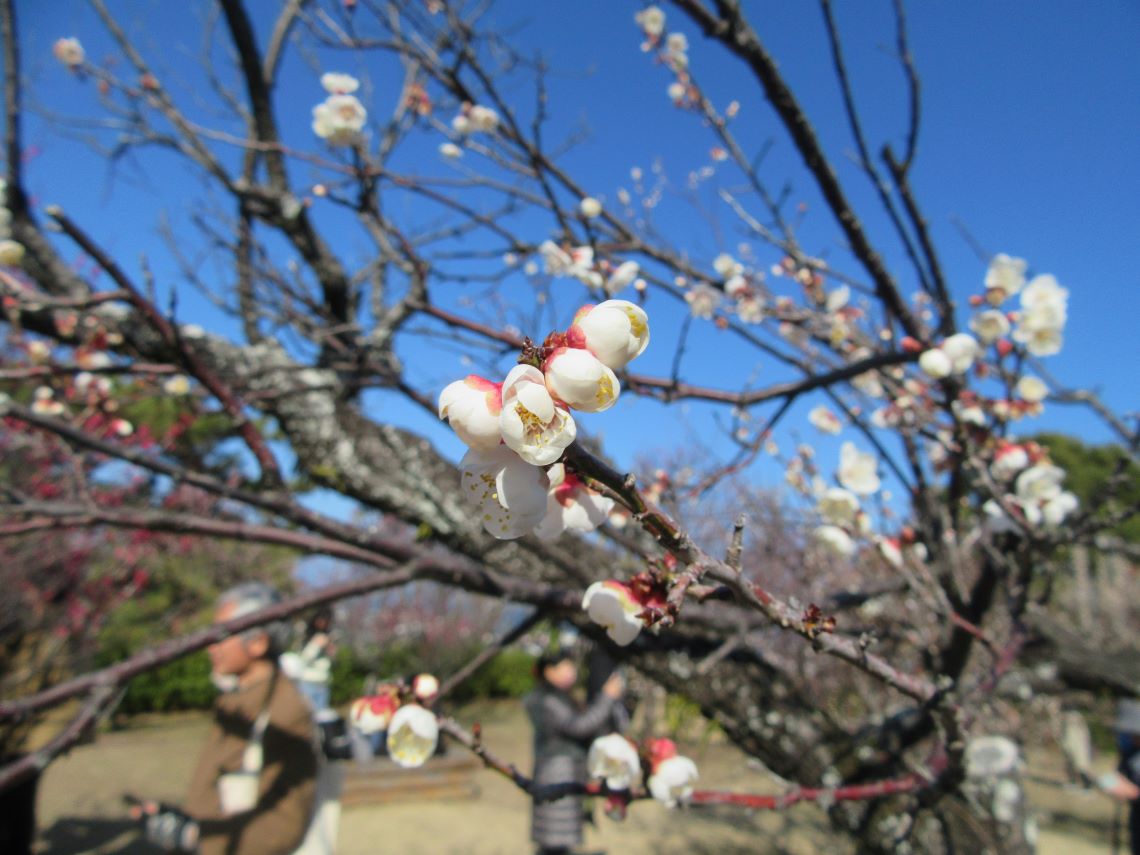 長崎県島原市にある島原城で撮影した、白くてかわいい梅の花。