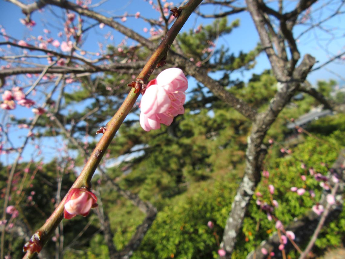 長崎県島原市にある島原城で撮影した、桃色のきれいな梅の花。