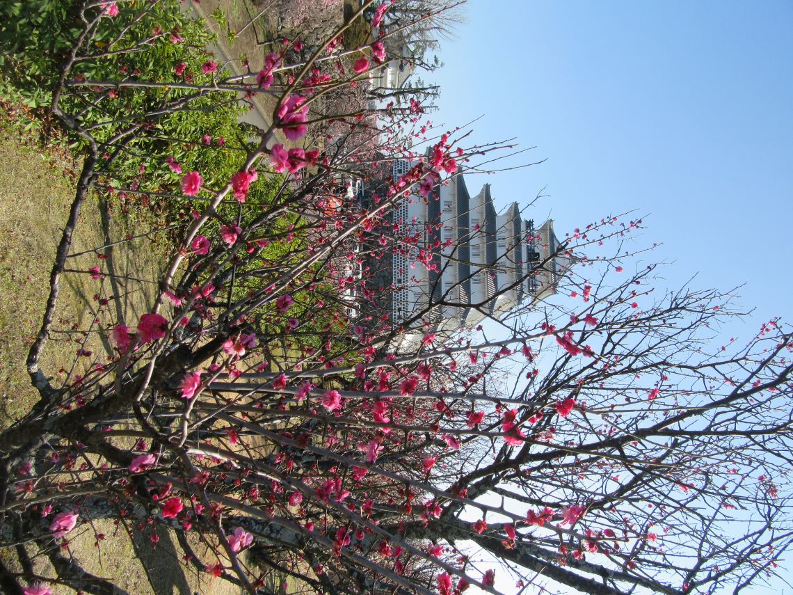 長崎県島原市にある島原城で撮影した、赤い梅の花と天守閣。