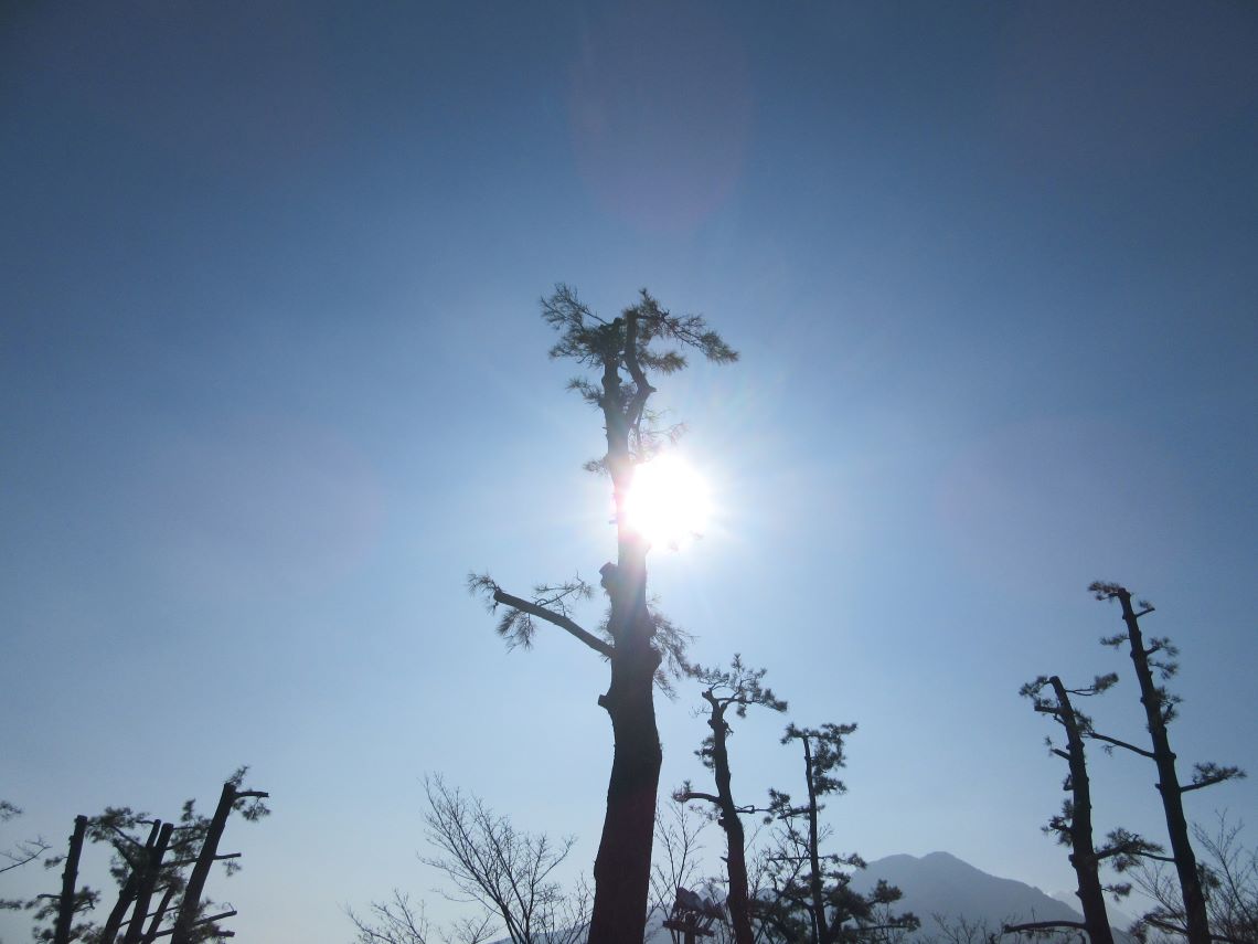 長崎県島原市にある島原城で撮影した、木と太陽。