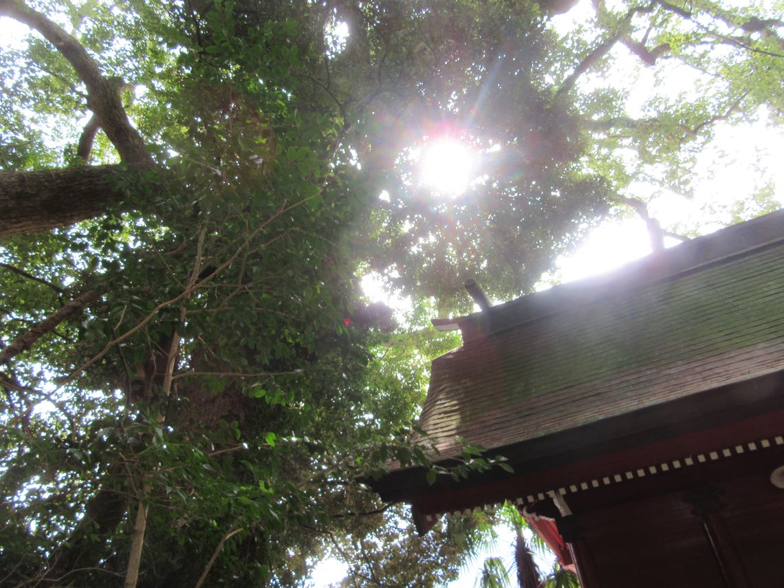 佐賀県伊万里市にある伊萬里神社境内での木漏れ日。