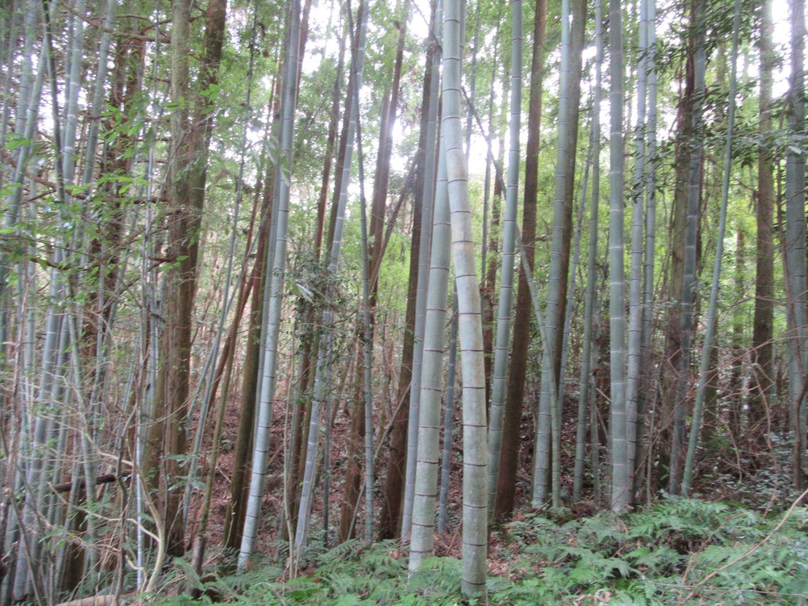 佐賀県武雄市にある武雄神社の武雄の大楠へと続く道にある竹林。