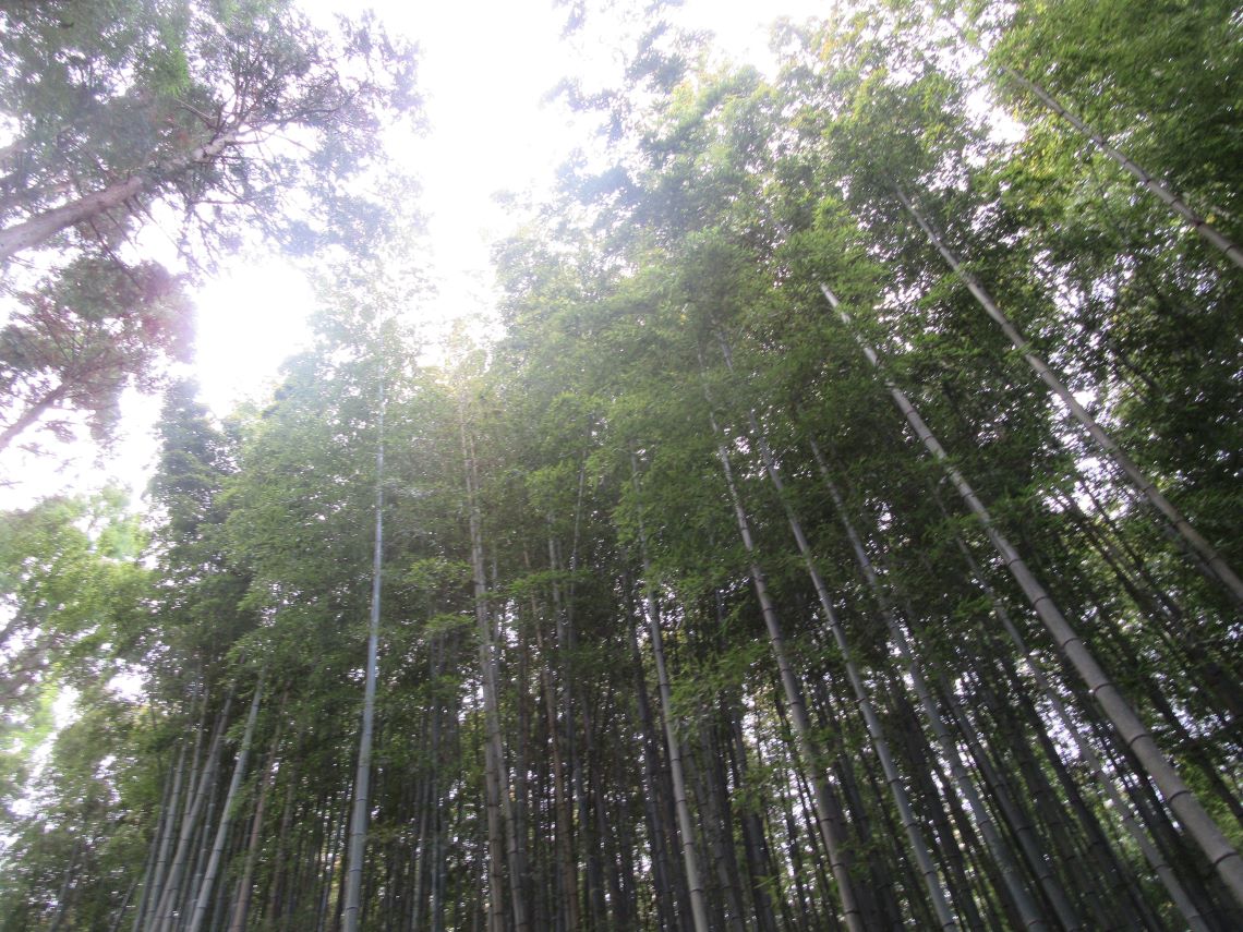 佐賀県武雄市にある武雄神社の武雄の大楠へと続く道の竹と太陽。