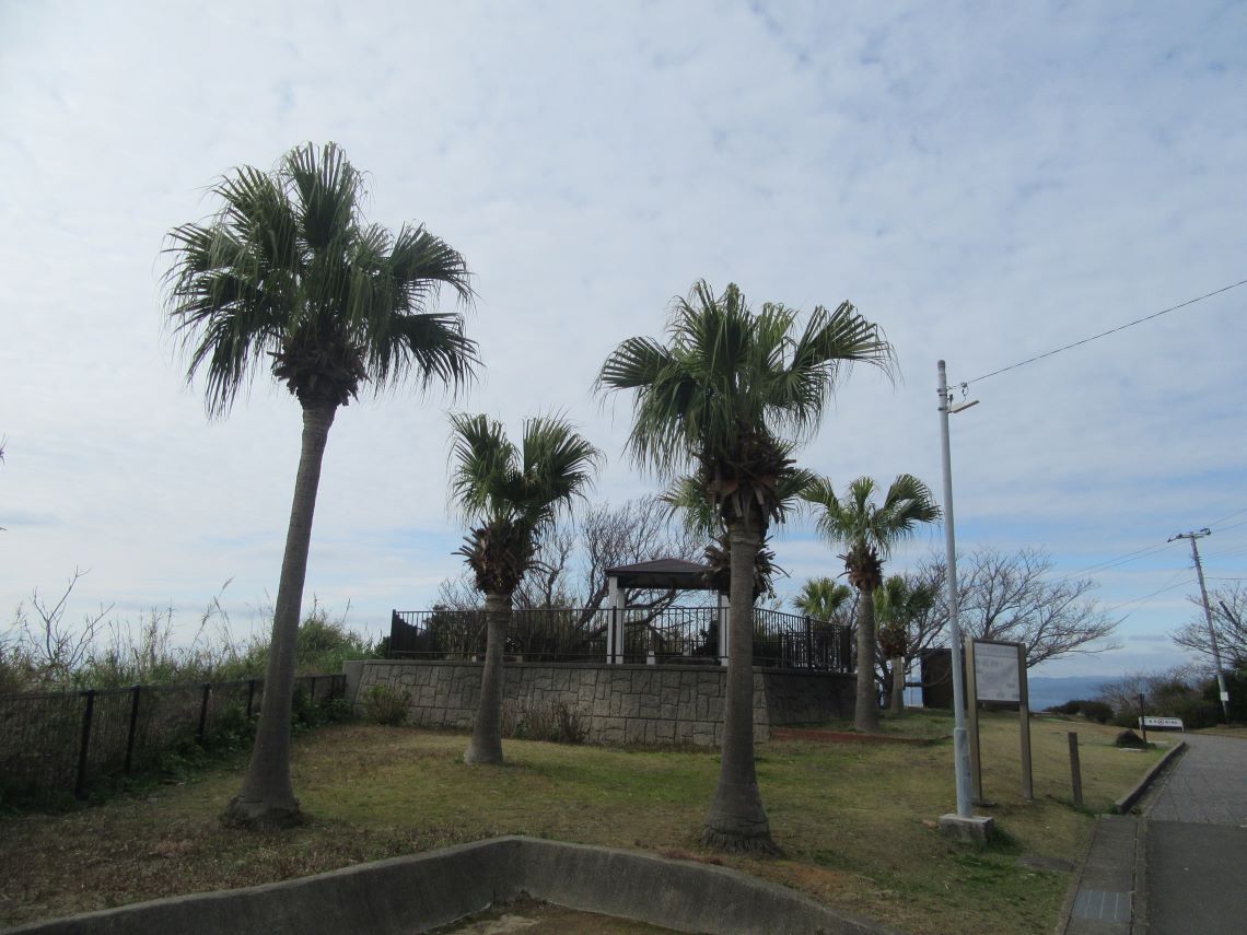 長崎市の伊王島で撮影した、ビロウヤシと思われる植物の写真。