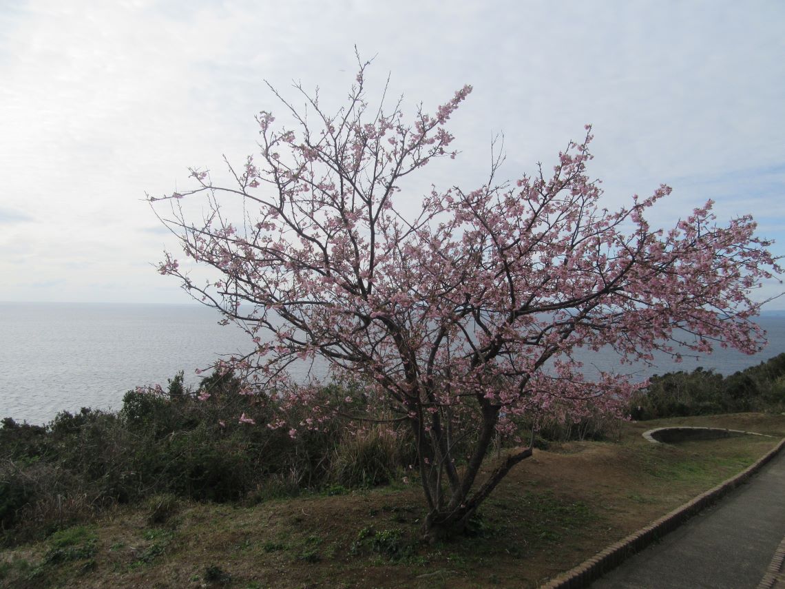 長崎市の伊王島で撮影した、桜。