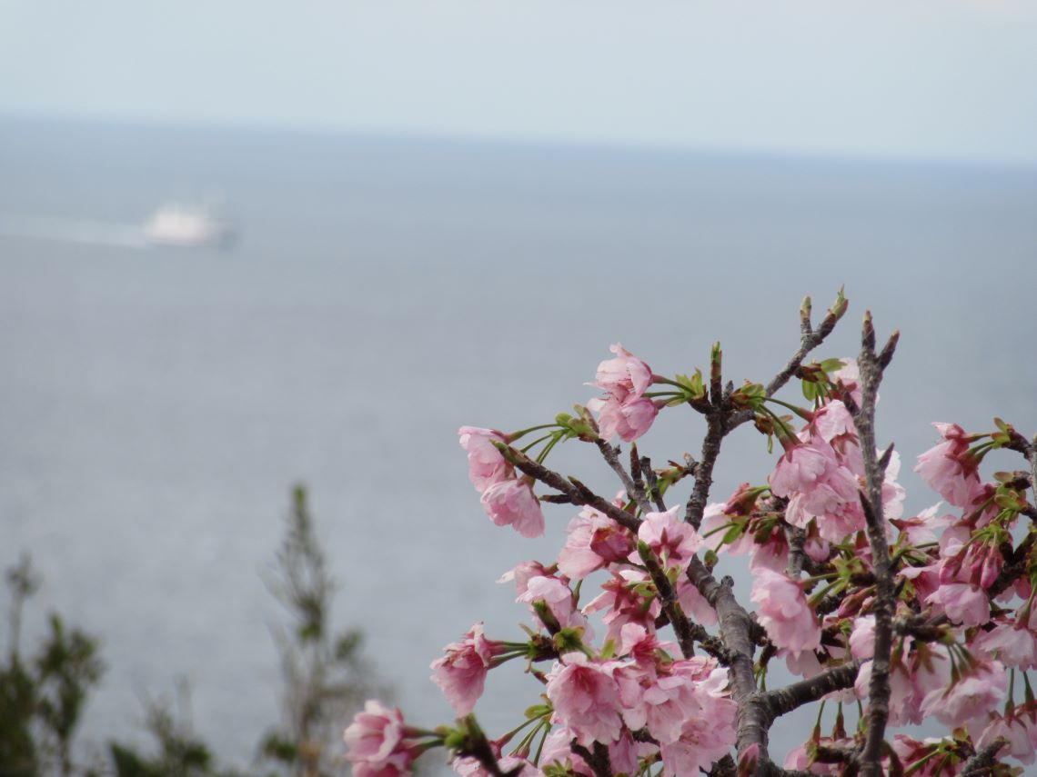長崎市の伊王島で撮影した、桜と海。