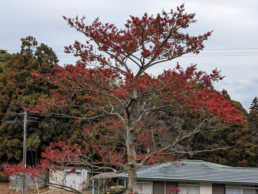 長崎県西海市にある石原岳森林公園（石原岳堡塁跡）の赤い葉っぱ。