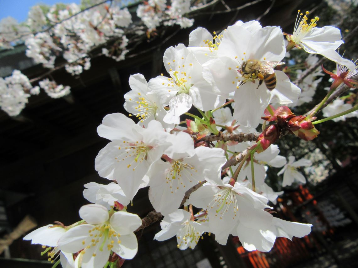 長崎市の伊勢宮で撮影した、桜とミツバチ。