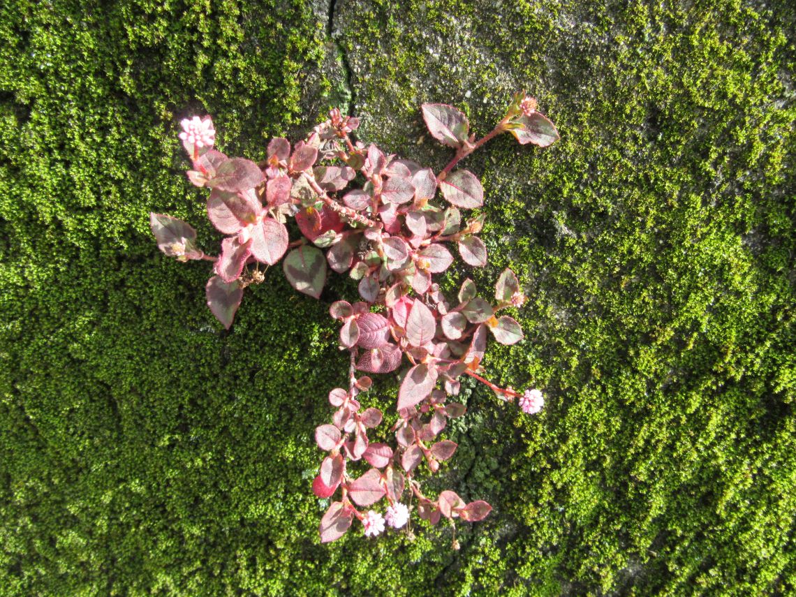 長崎市で撮影した苔とヒメツルソバの写真。