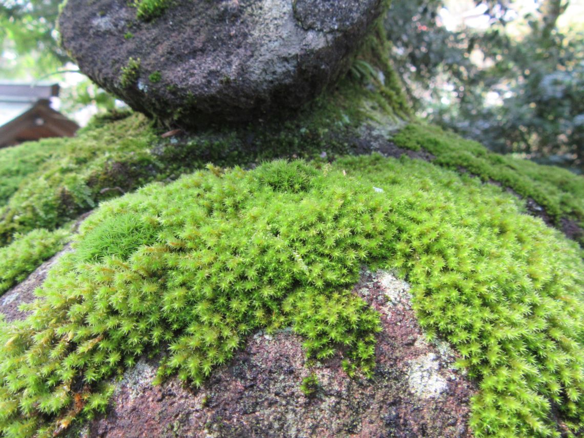 長崎市で撮影したかわいい苔の写真。