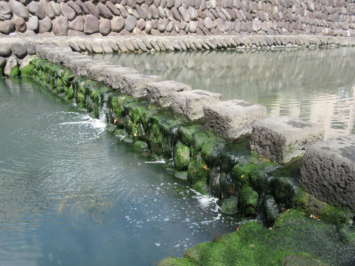 長崎市の眼鏡橋付近で撮影した川に生えた苔の写真。
