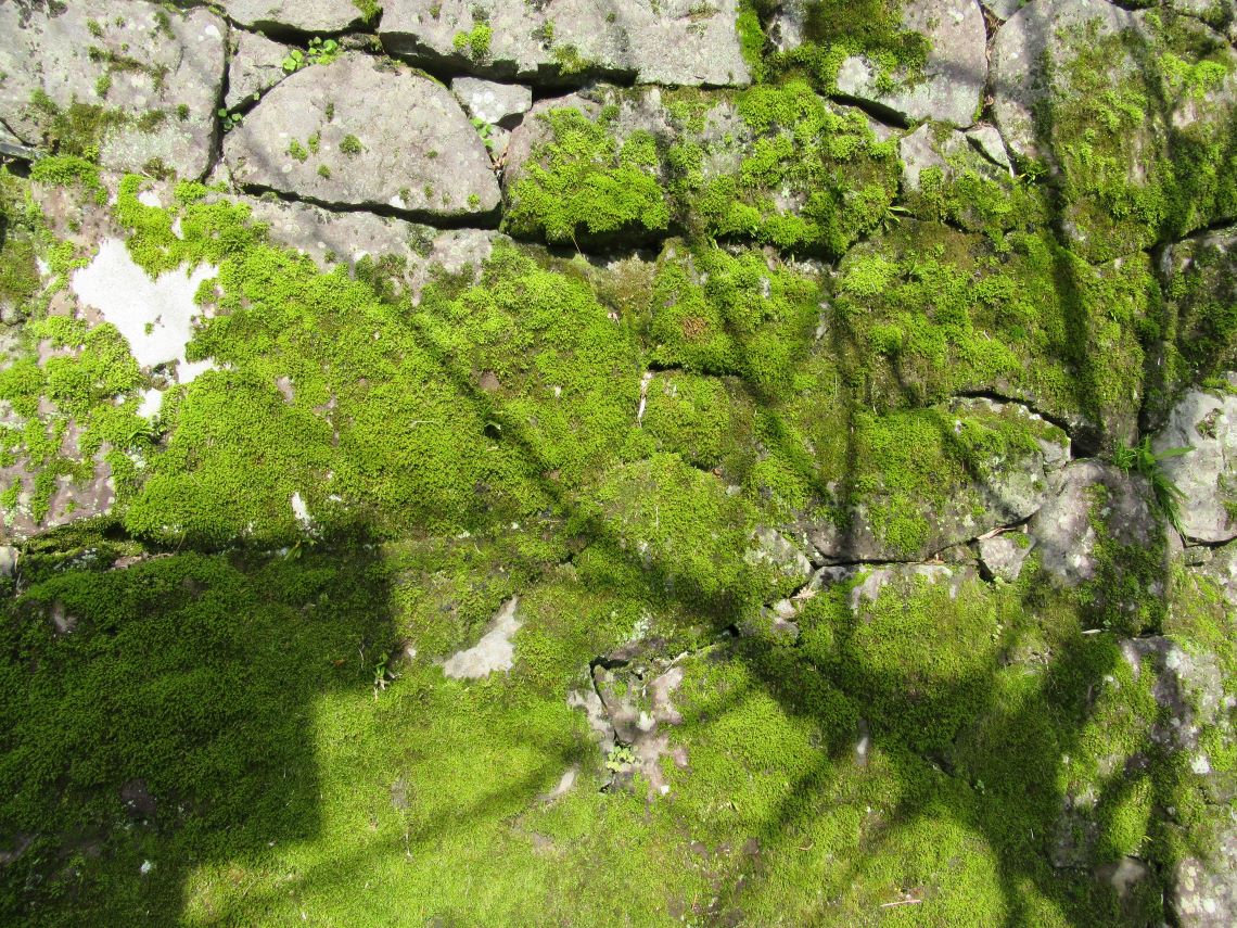 長崎市で撮影した神社の石垣に生えている苔の写真。