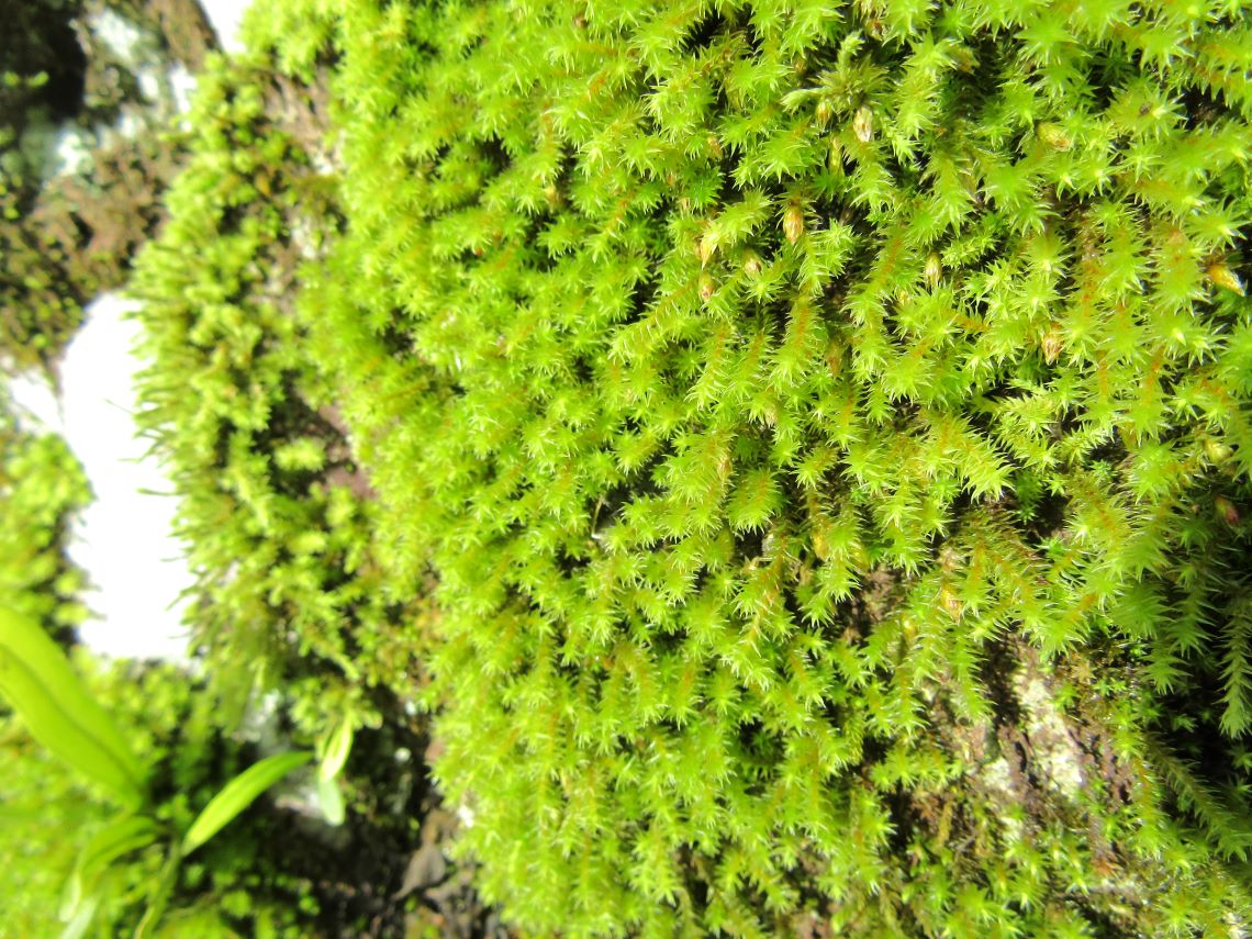 長崎市で撮影したトゲトゲがかわいい苔の写真。