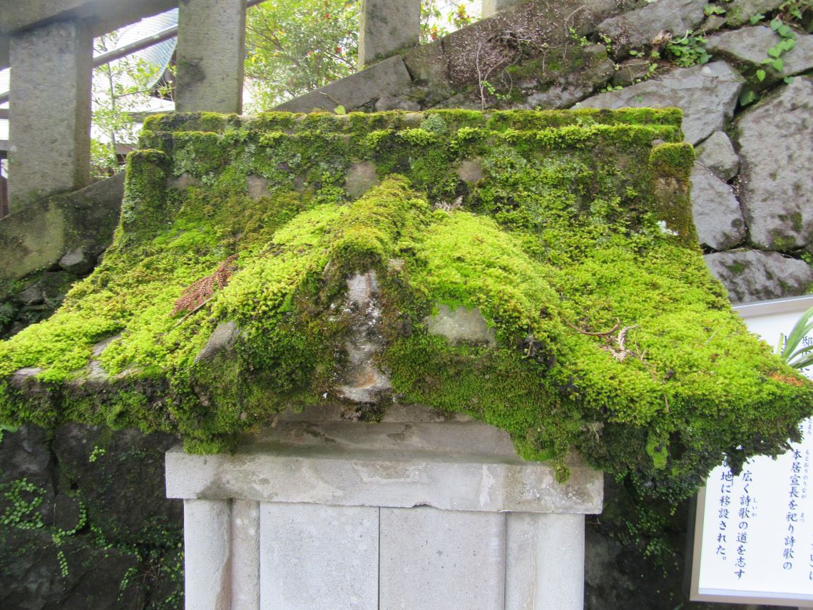 長崎市で撮影した神社での苔の写真。