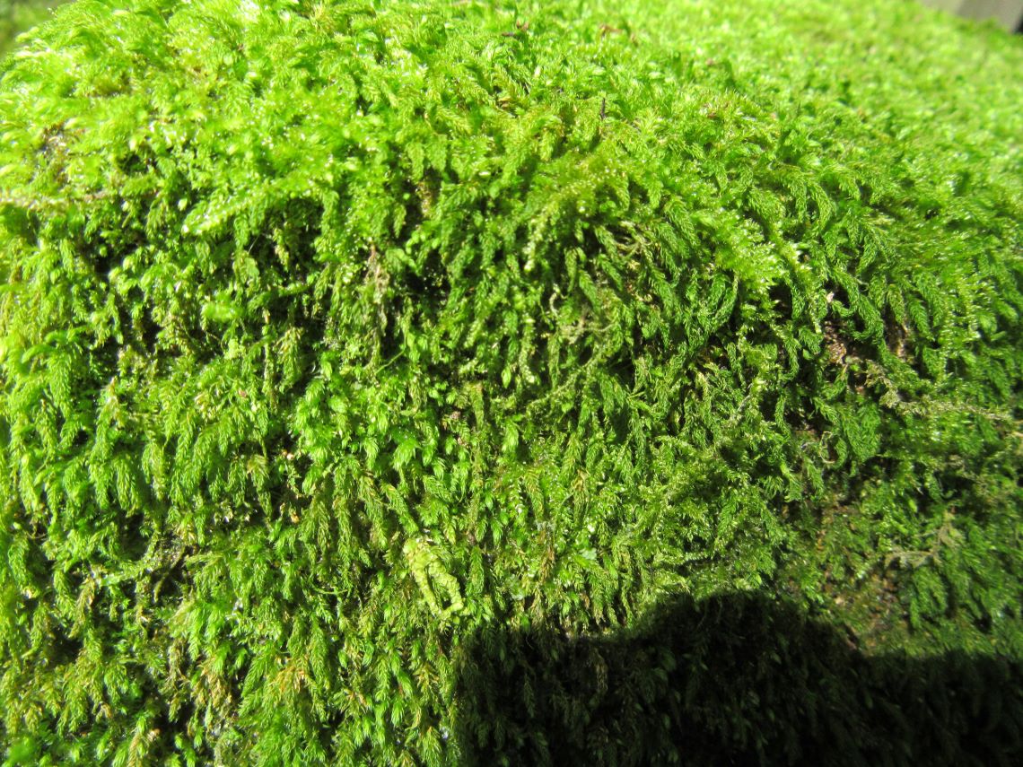 長崎市で近くから撮影した苔の写真。