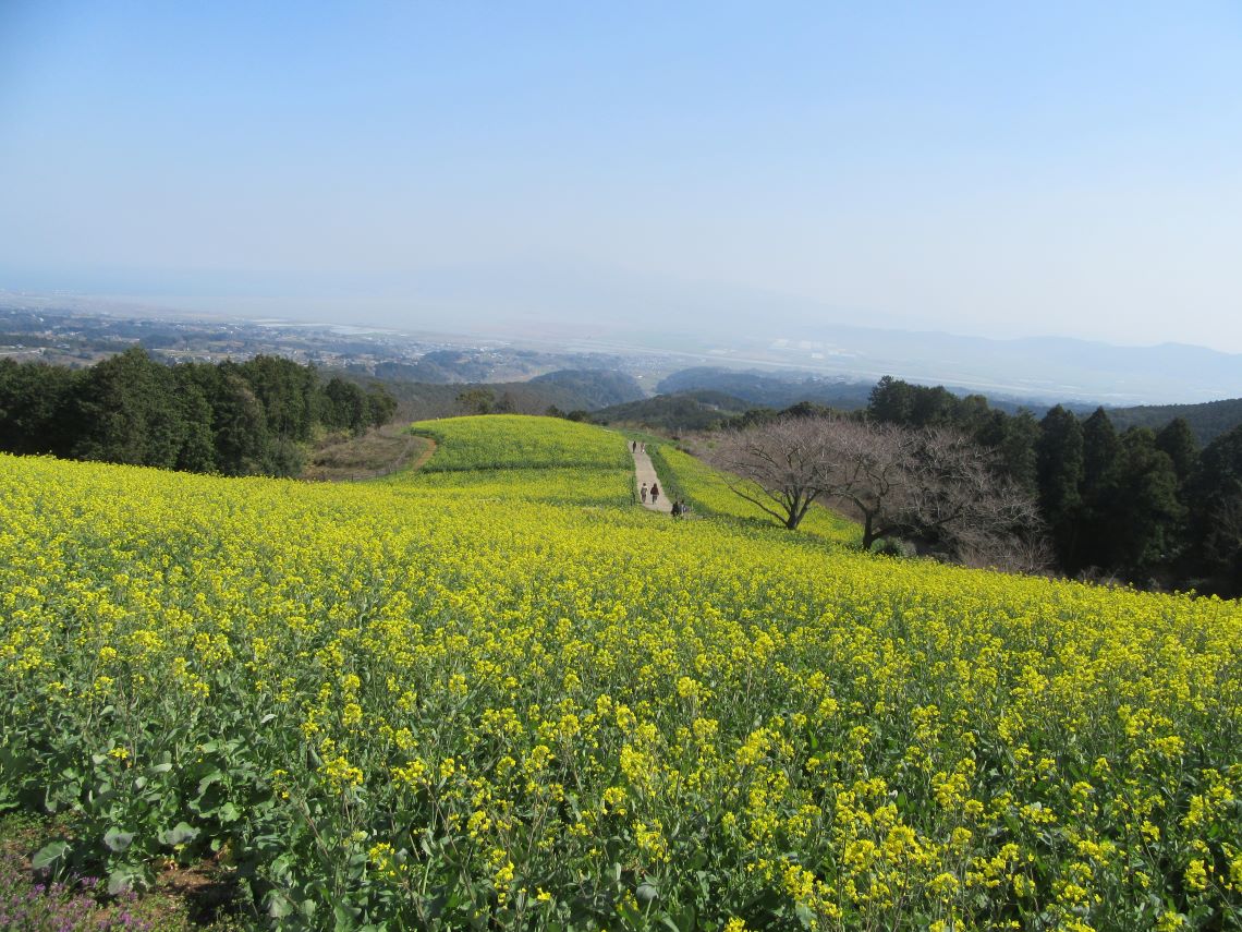 諫早市の白木峰高原で撮影した、菜の花が咲いている風景。